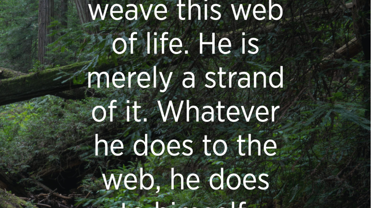 “Man does not weave this web of life. He is merely a strand of it. Whatever he does to the web, he does to himself.” - Chief Seattle