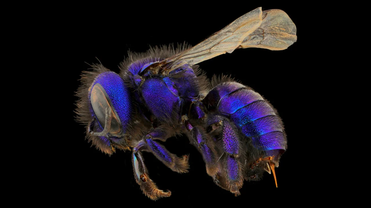 Tamalpais Bee Lab macrophotography. Shown is a purple Osmia cobaltina.