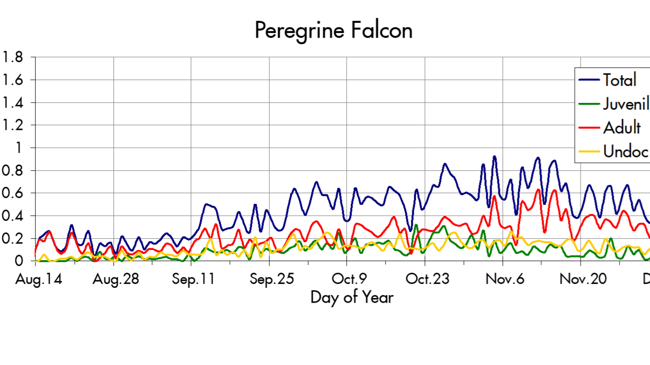 Peregrine Falcon migration trends at the Marin Headlands