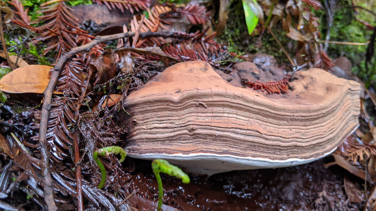 Leaves, twigs, and earth surround a Conk mushroom in the forest