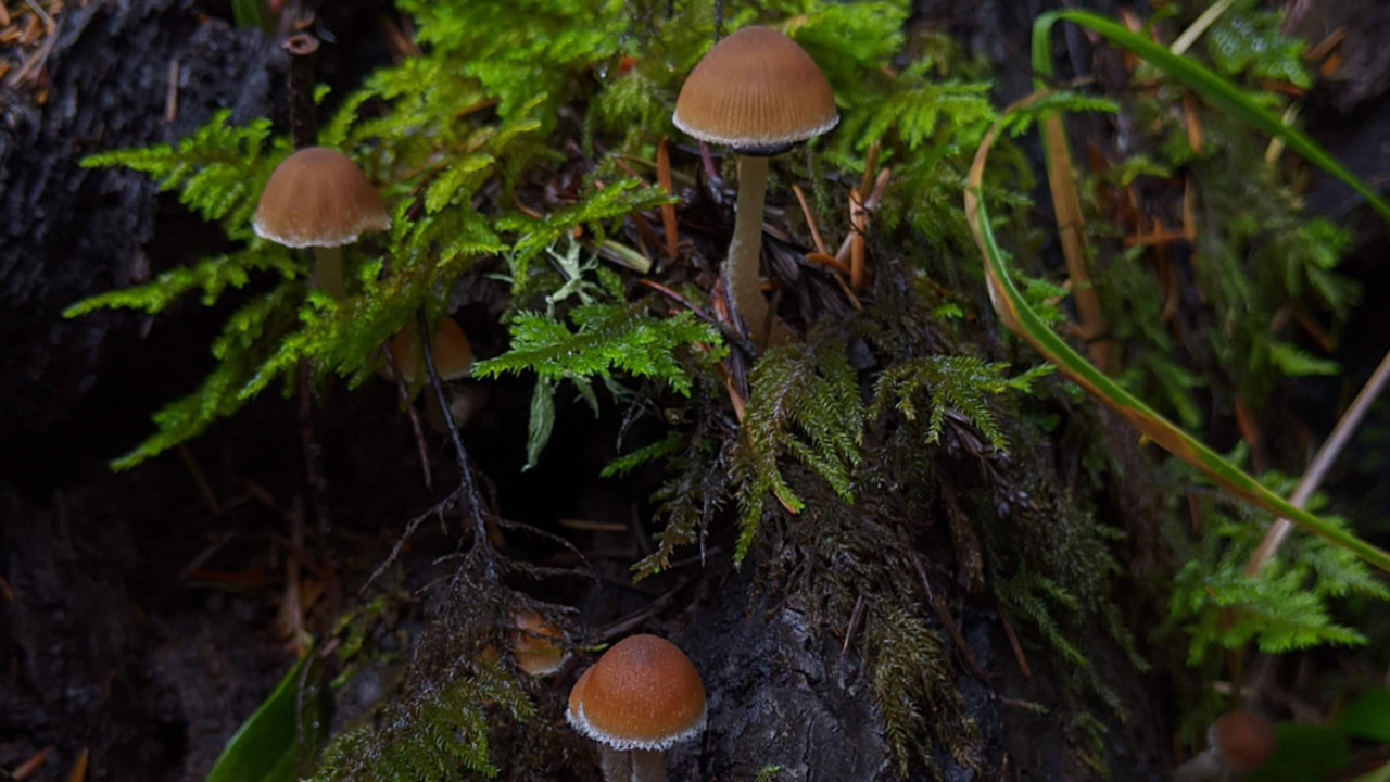 mushrooms growing within moss and ferns