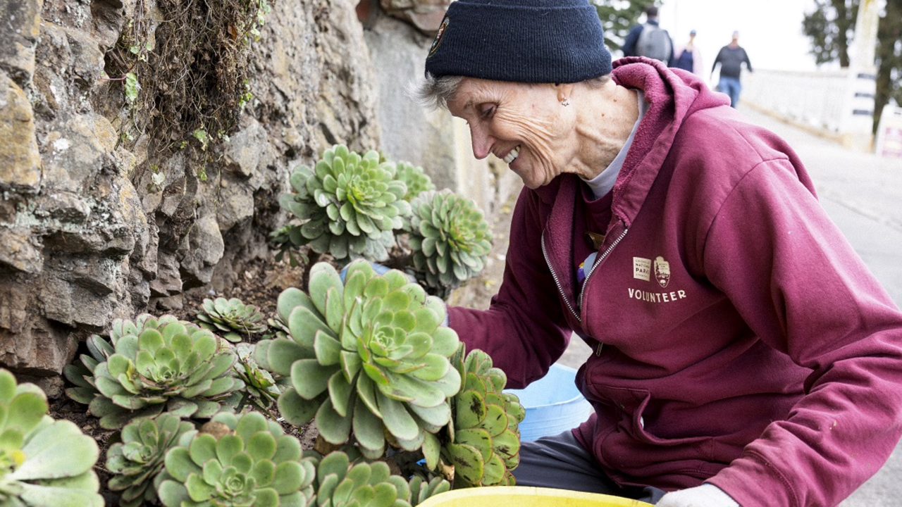 Volunteering at Alcatraz Historic Gardens