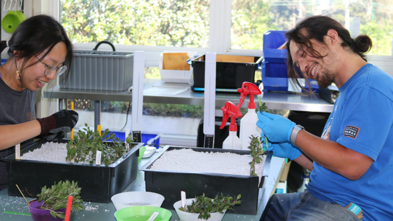 Volunteers work with manzanita cuttings