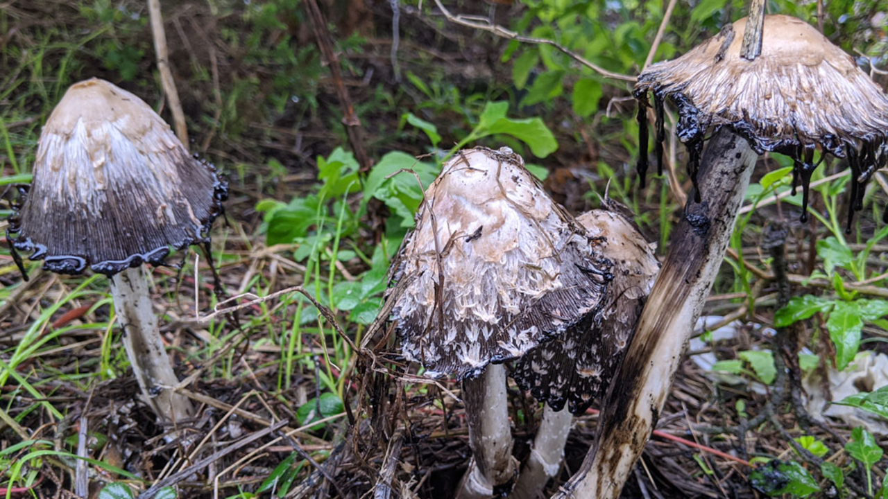 Mushrooms growing low to ground release a black slime  