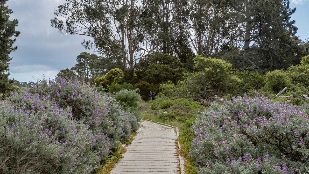 Lobos Creek Trail boardwalk Lobos Creek Trail boardwalk