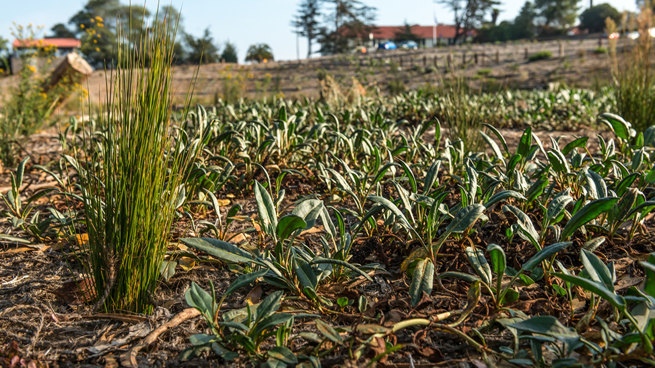 Native plant seedlings in the Tennessee Hollow Watershed Seedlings
