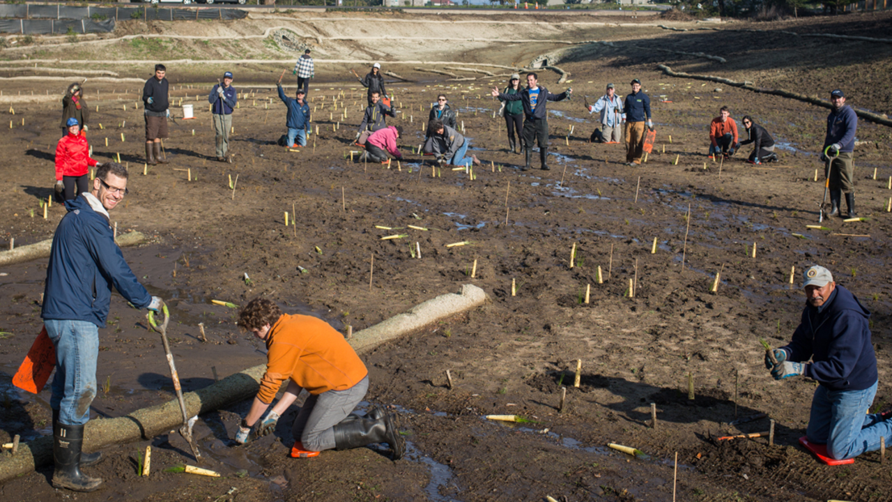 Volunteers planting on MLK Day of Service in January