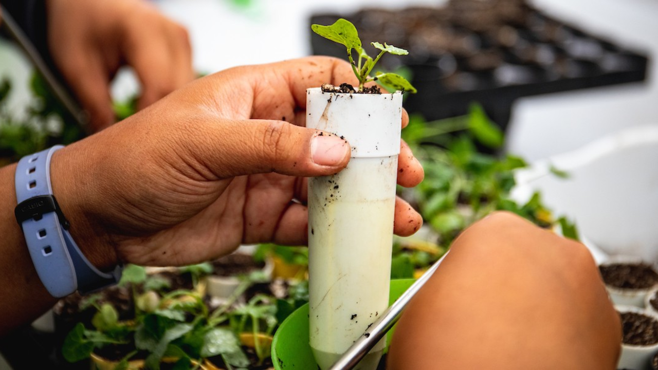 Intern holding plants Close up of an intern working with plants