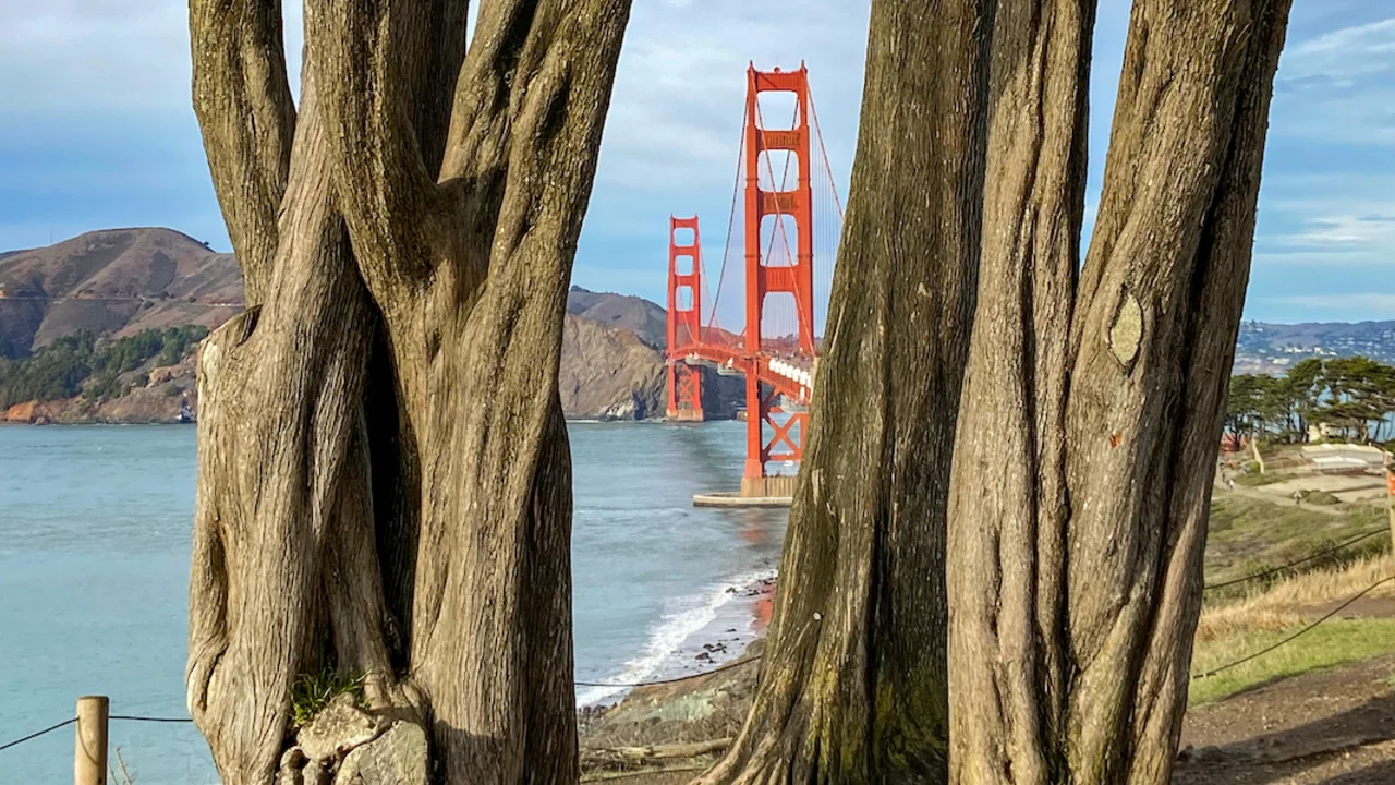 Golden Gate Bridge between two Cypress tree trunks.