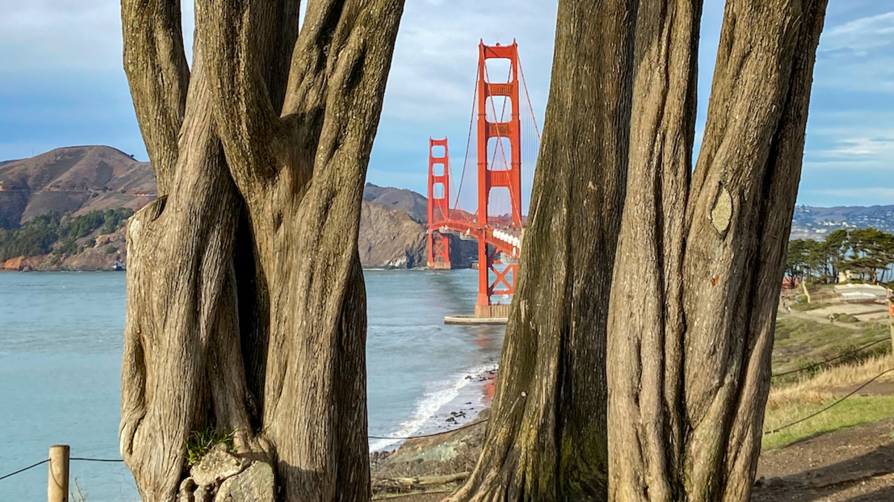 PRSF_20201212_PHo_001_2x1.jpg Golden Gate Bridge between two Cypress tree trunks.