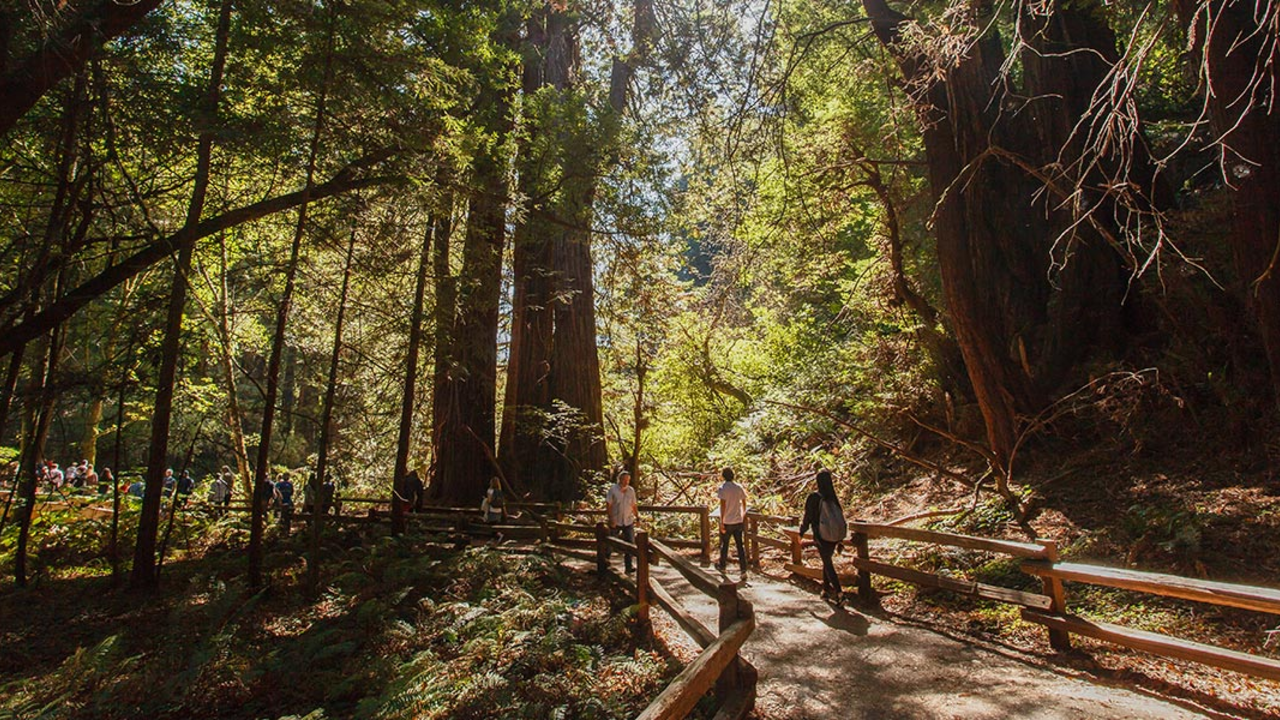 ParkTour_170926_VKT_84_2x1.jpg Visitors at the Muir Woods National Monument.