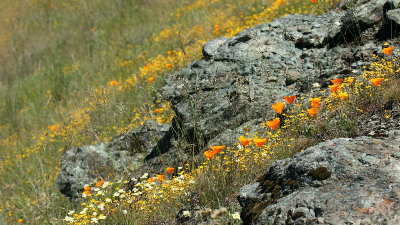 Groups of serpentinite rocks lay among grass and flowers on a hill 