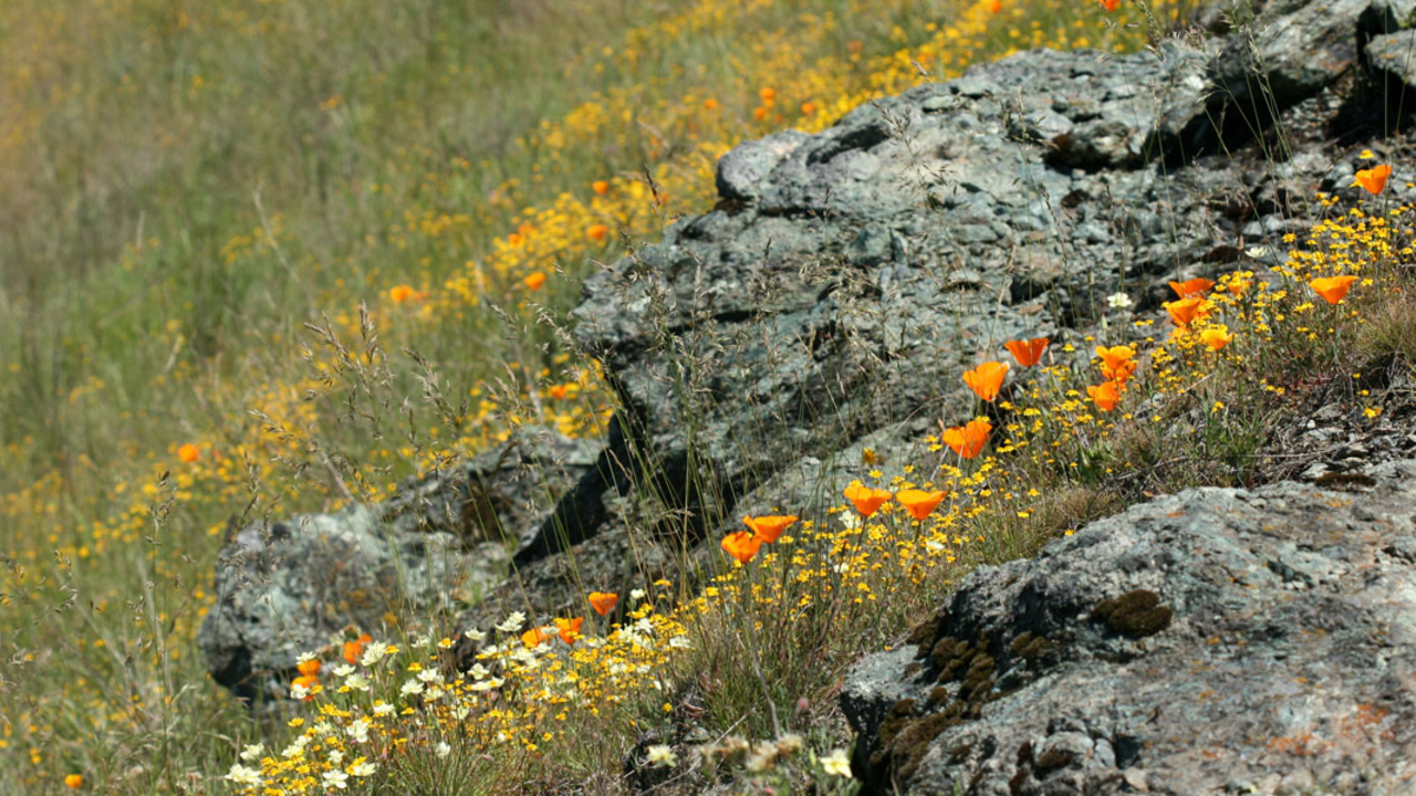 Phillip Bouchard_serpentinite_2x1.jpg Groups of serpentinite rocks lay among grass and flowers on a hill