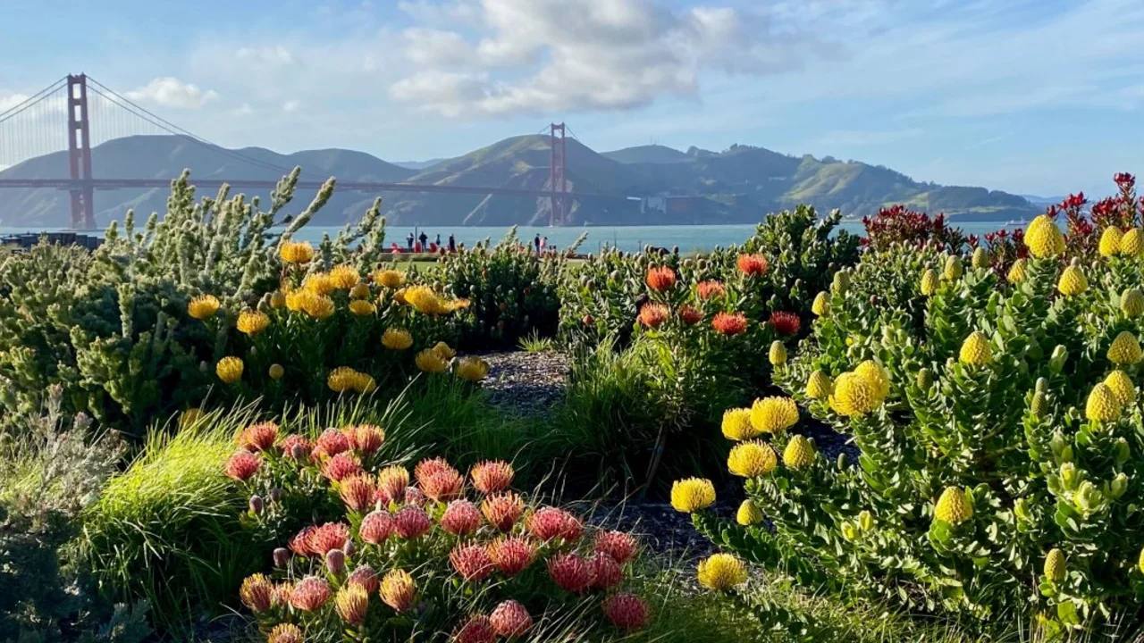 Beautiful plants bloom at Presidio Tunnel Tops with a view of the Golden Gate Bridge.