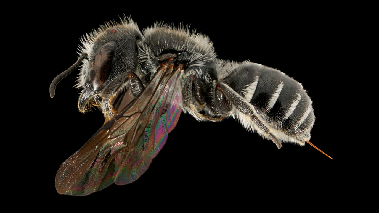 Tamalpais Bee Lab macrophotography. Shown is a black and white Protosmia rubifloris.