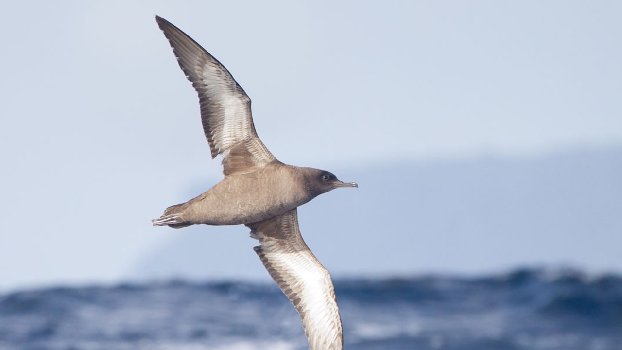 Sooty Shearwater (Puffinus griseus) in flight with Cape Pillar behind, East of the Tasman Peninsula, Tasmania, Australia A Sooty Shearwater in flight above the water