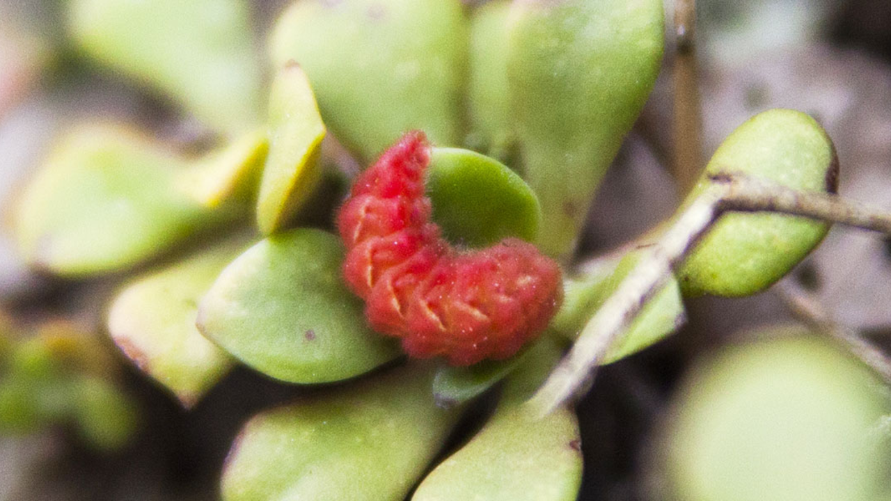San Bruno elfin caterpillar Small, bright red caterpillar on a plant