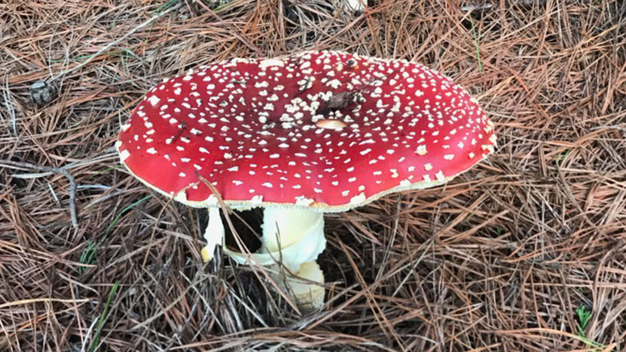 A large flat mushroom with red cap and white spots grows breaks through pine needles covering the forest floor