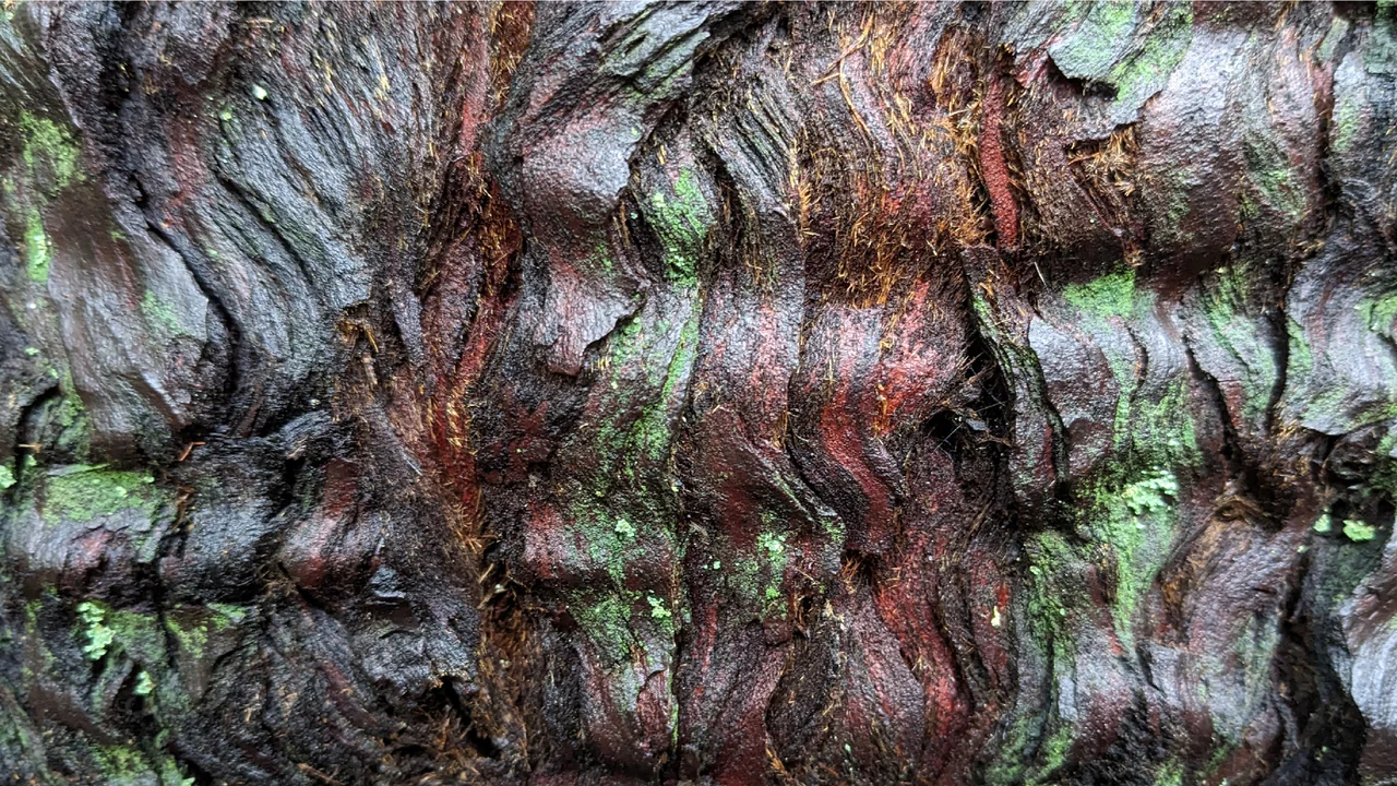 Dark brown, wet tree bark in a rippled pattern with scattered green patches of lichen.
