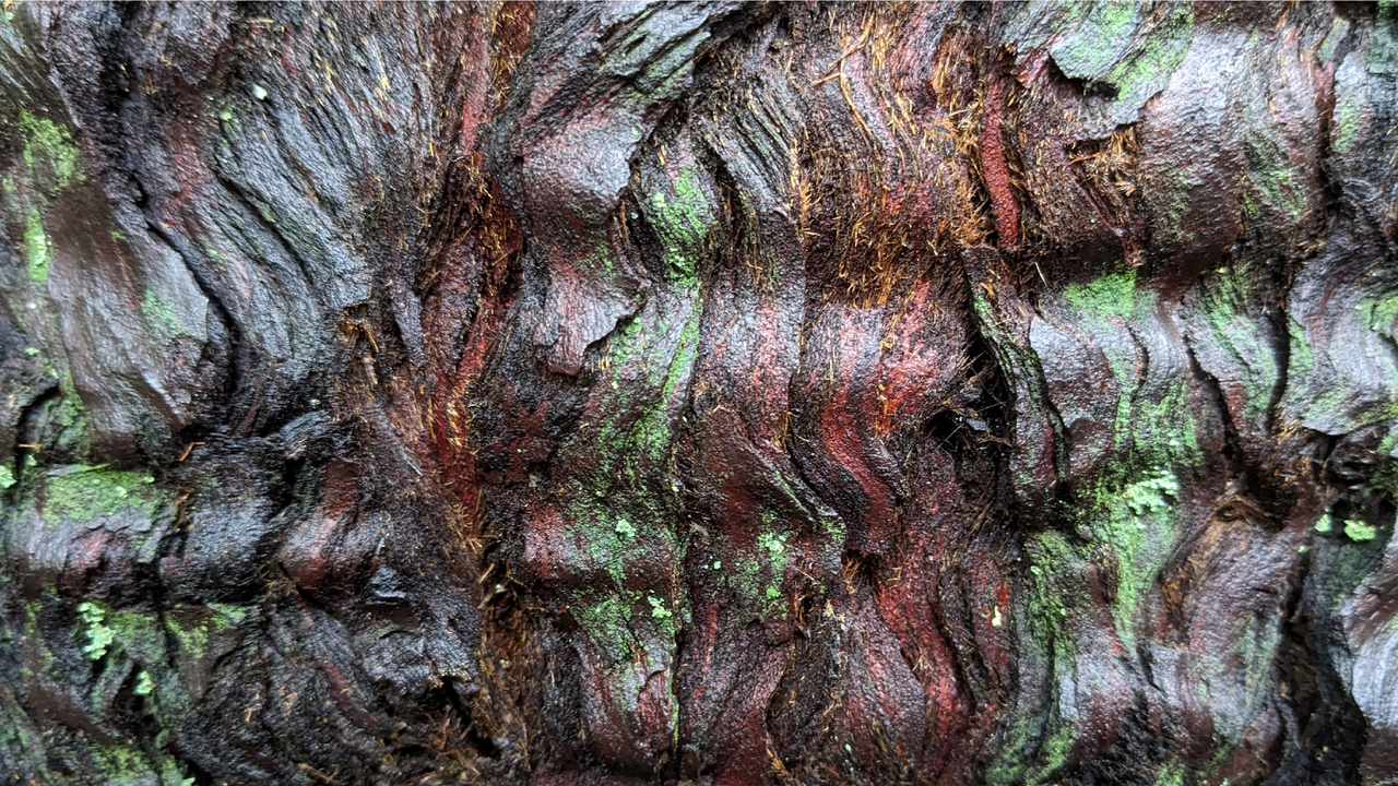 Dark brown, wet tree bark in a rippled pattern with scattered green patches of lichen.