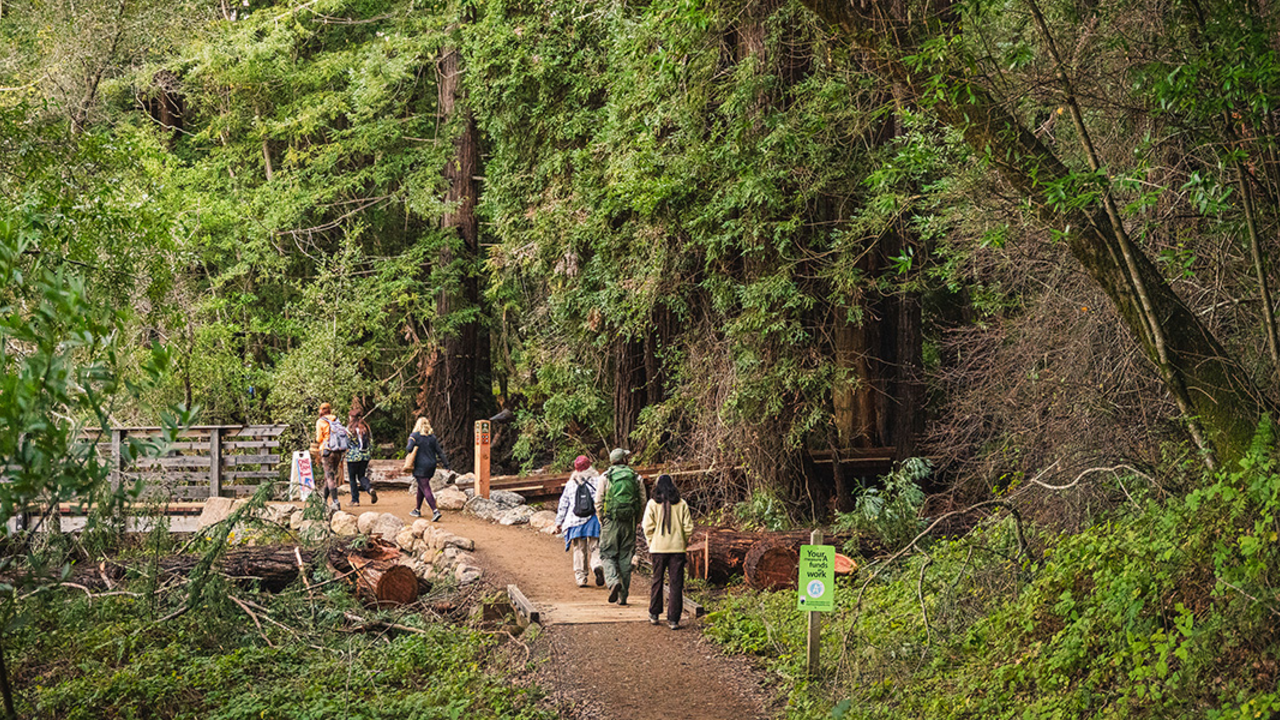 A group of hikers on a trail at Roy's Redwoods A group of hikers on a trail at Roy's Redwoods