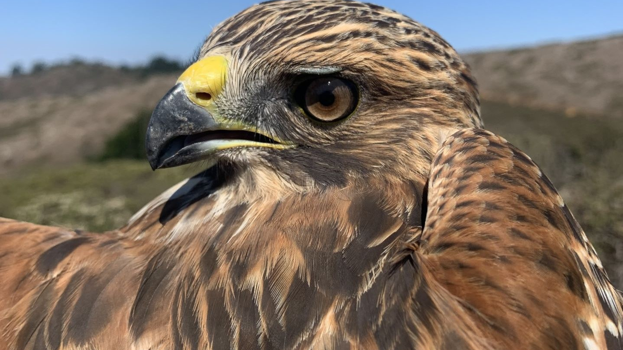 A Red-shouldered Hawk with brown and reddish-brown feathers looking over its shoulder, against a blue sky.