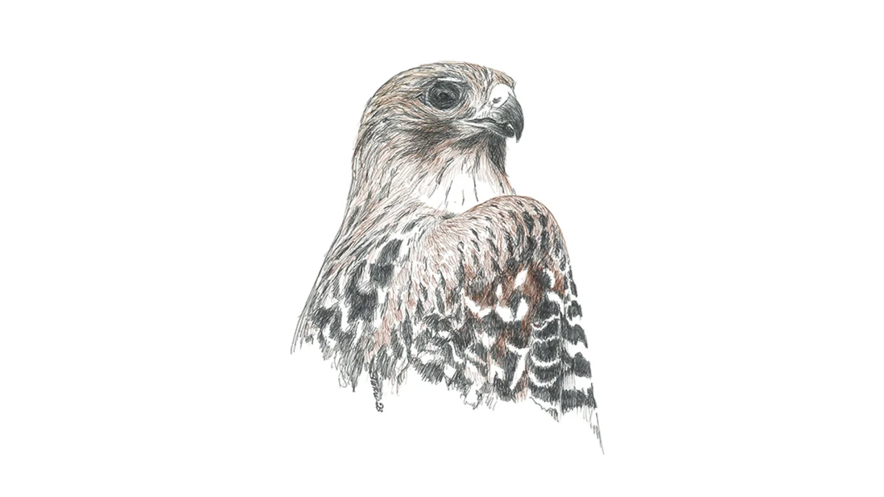 Red-shouldered Hawk Illustration by Siobhan Ruck