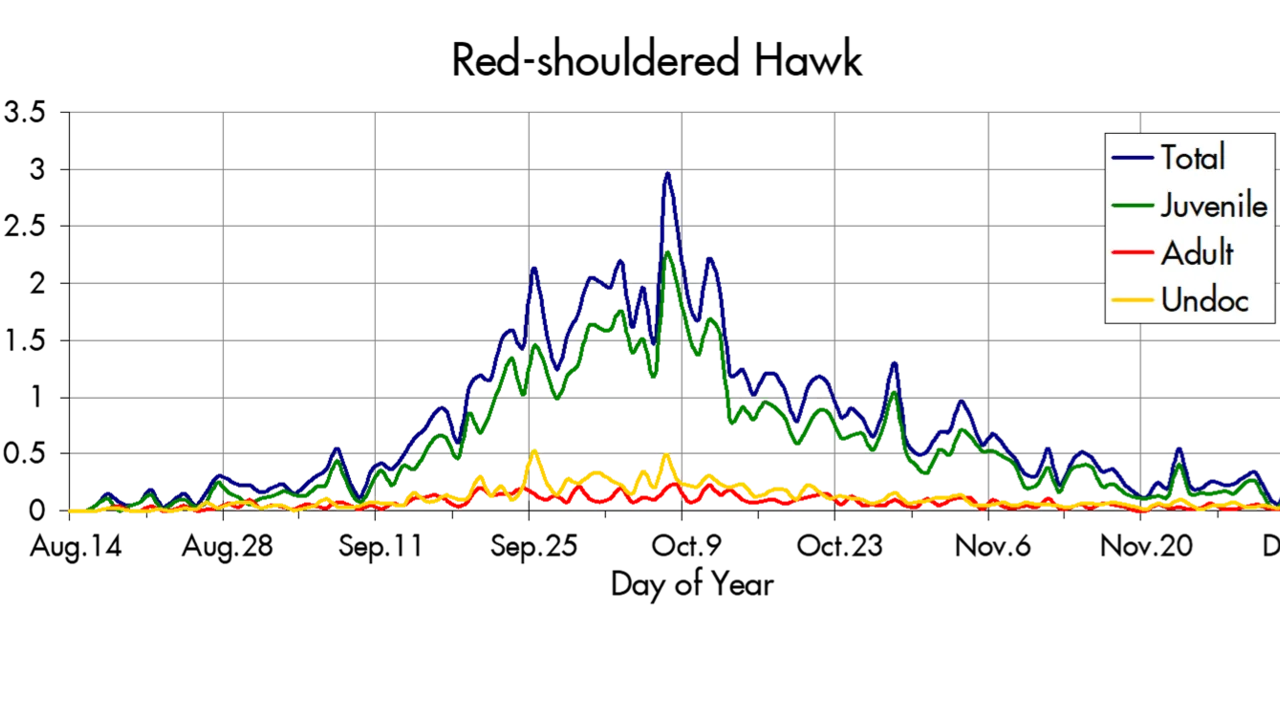 Red-shouldered Hawk migration trends at the Marin Headlands