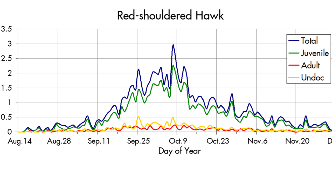 Red-shouldered Hawk migration trends at the Marin Headlands