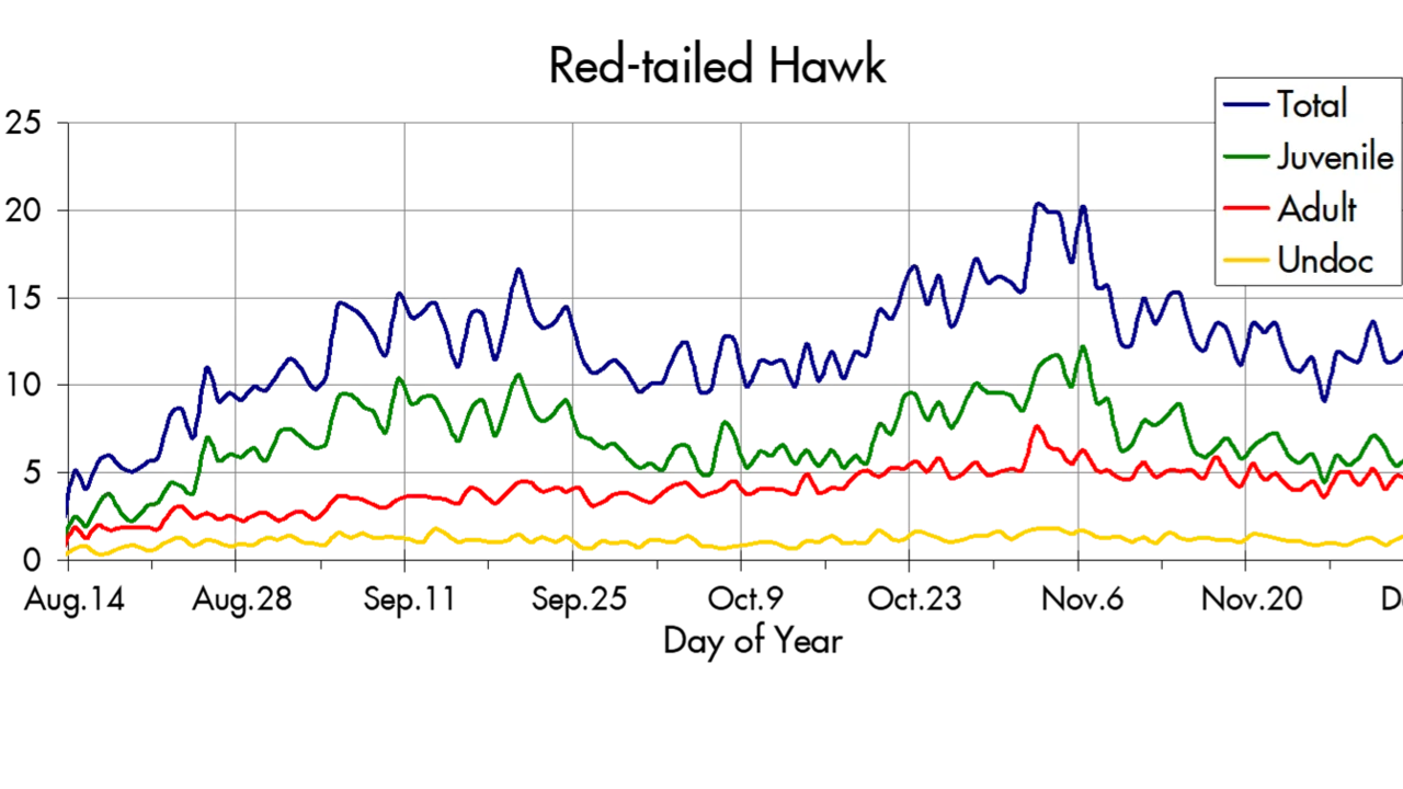 Red-tailed Hawk migration trends at the Marin Headlands