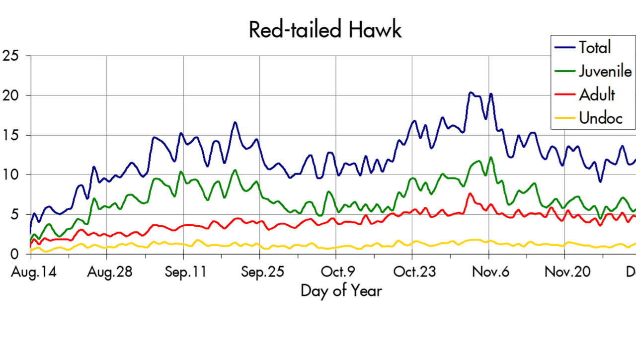 Red-tailed Hawk migration trends at the Marin Headlands