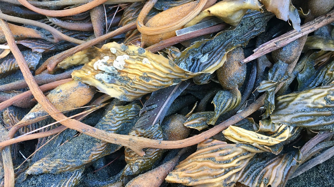 Giant Kelp (Macrocystis pyrifera) spotted at Ocean Beach. Giant Kelp (Macrocystis pyrifera) spotted at Ocean Beach.