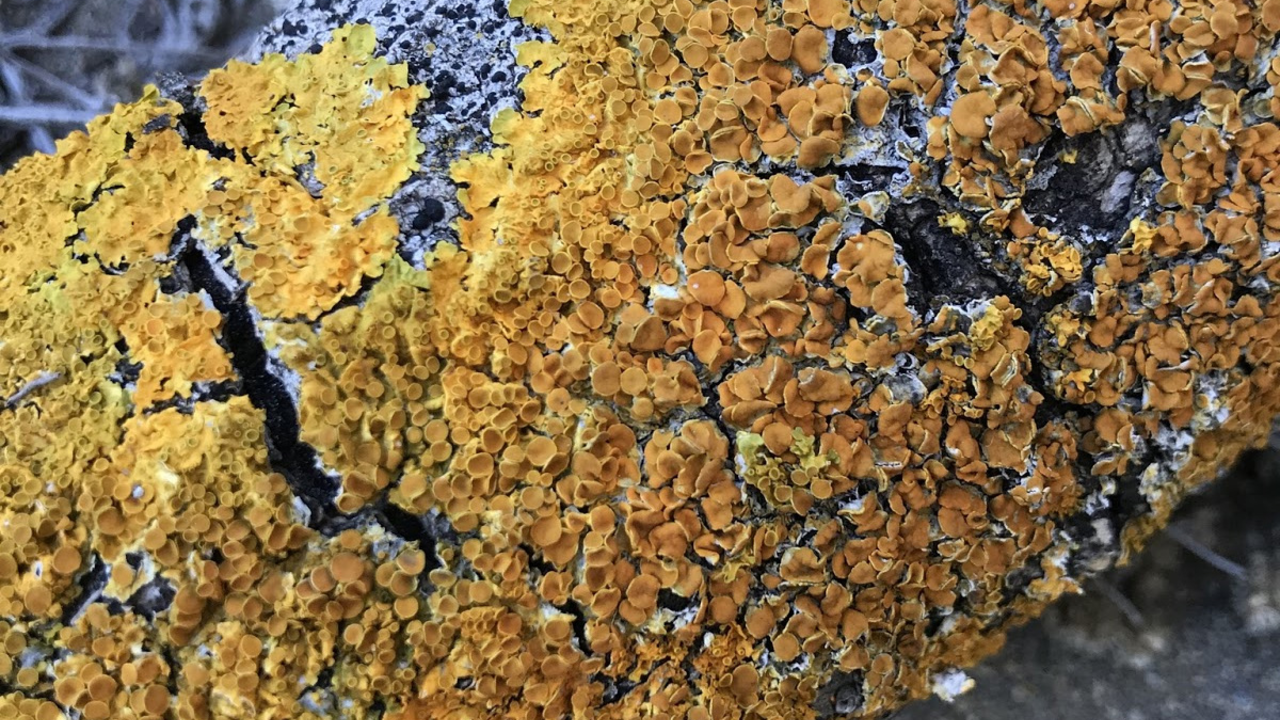 Maritime Sunburst Lichen (Xanthoria parietina) spotted in the Presidio. Maritime Sunburst Lichen (Xanthoria parietina) spotted in the Presidio.