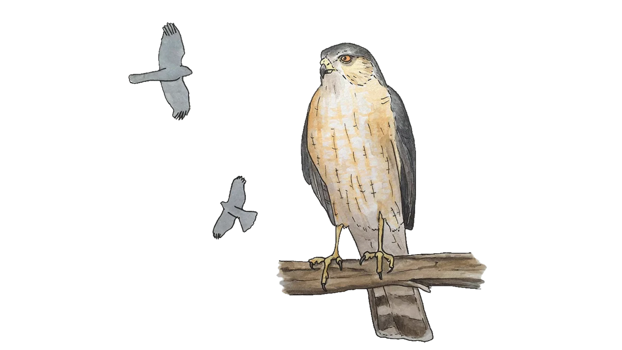 Sharp-shinned Hawk Illustration by Lora Roame
