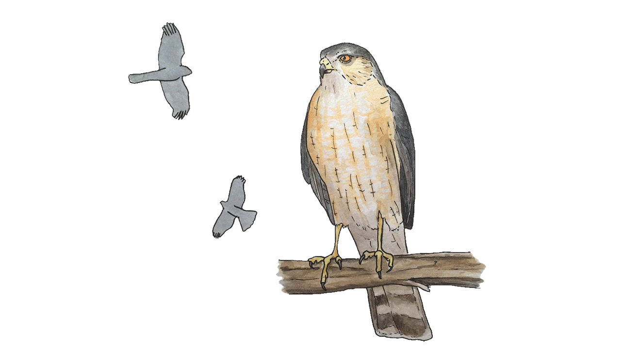 SSHA_color_LORA_1_1200x600.png Sharp-shinned Hawk Illustration by Lora Roame