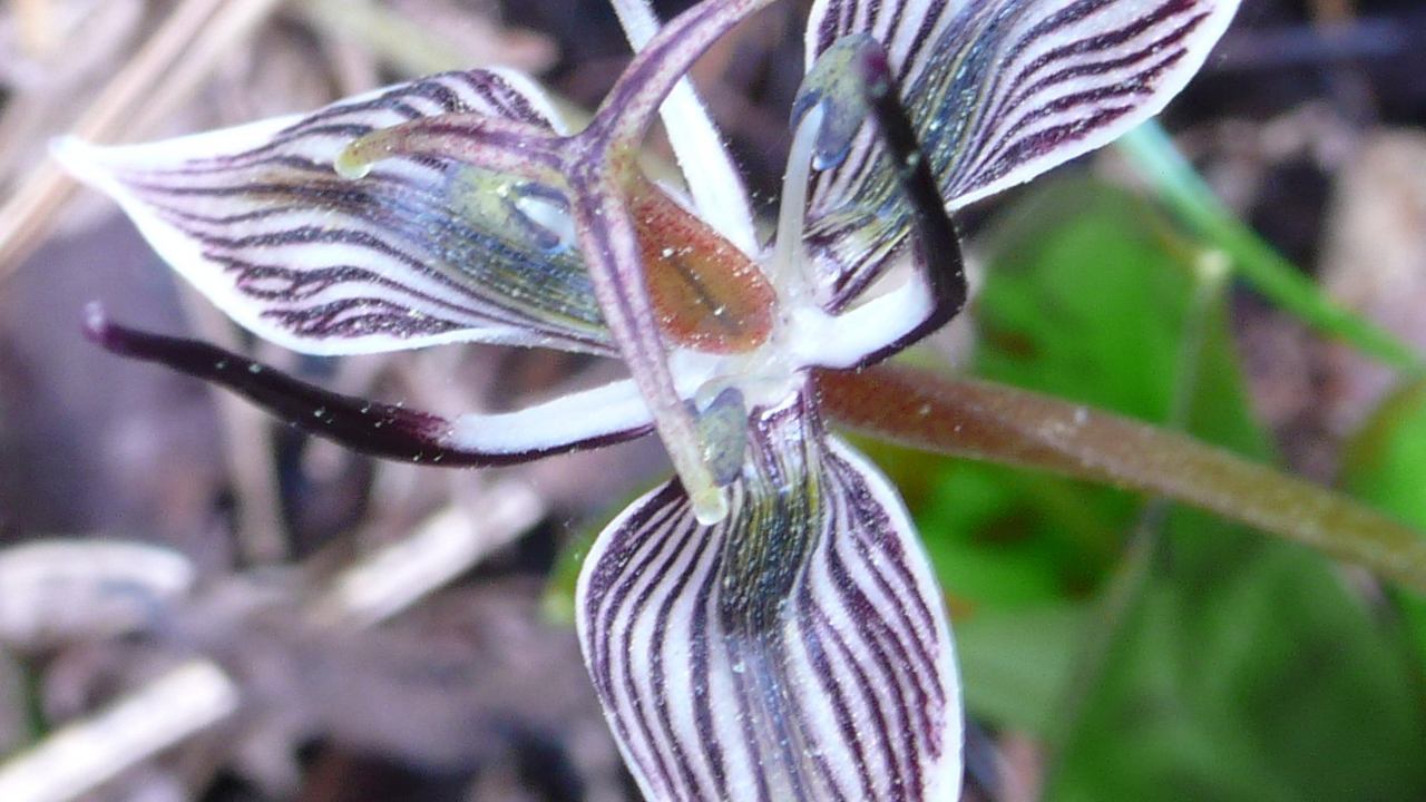 Fetid adder's tongue (Scoliopus biglovii) Fetid adder's tongue (Scoliopus biglovii)