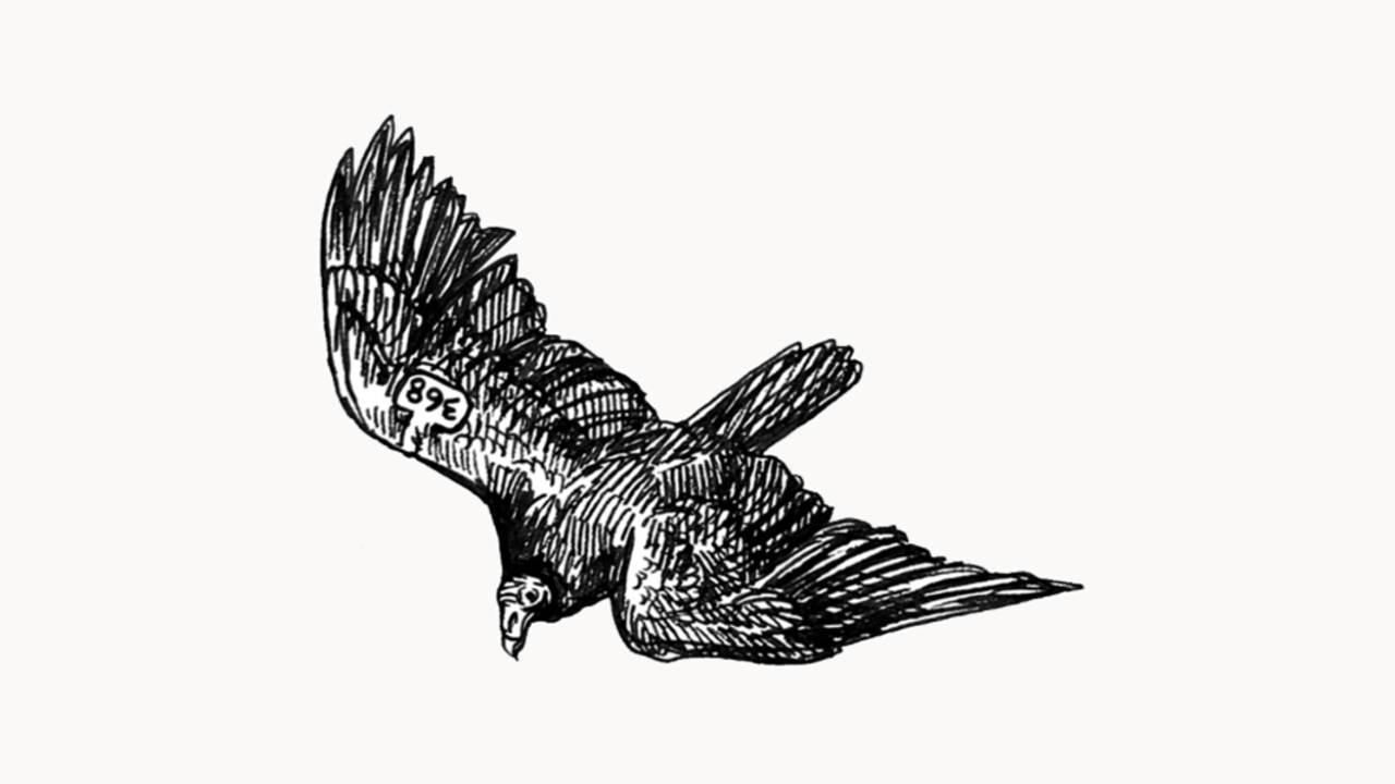 Turkey Vulture Illustration