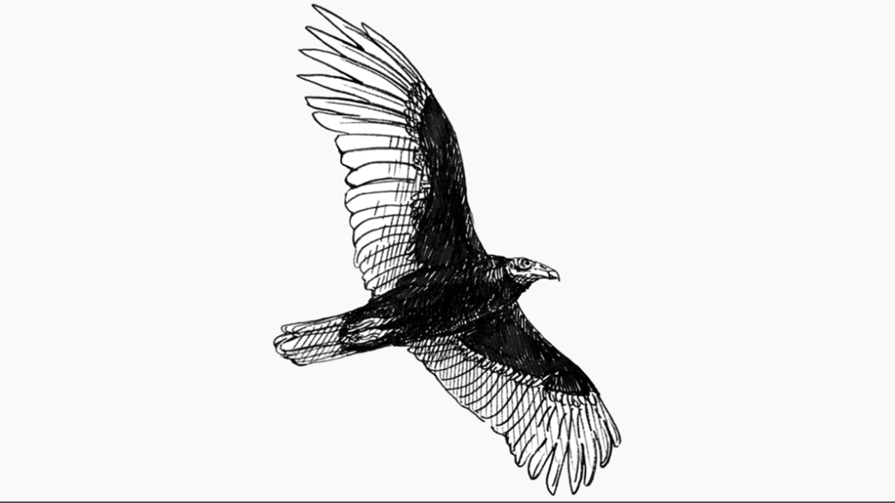 Turkey Vulture Illustration