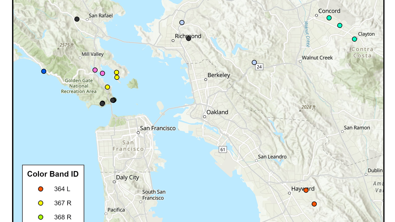 Map of the Bay Area with various points marking where turkey vultures bands were recovered. 