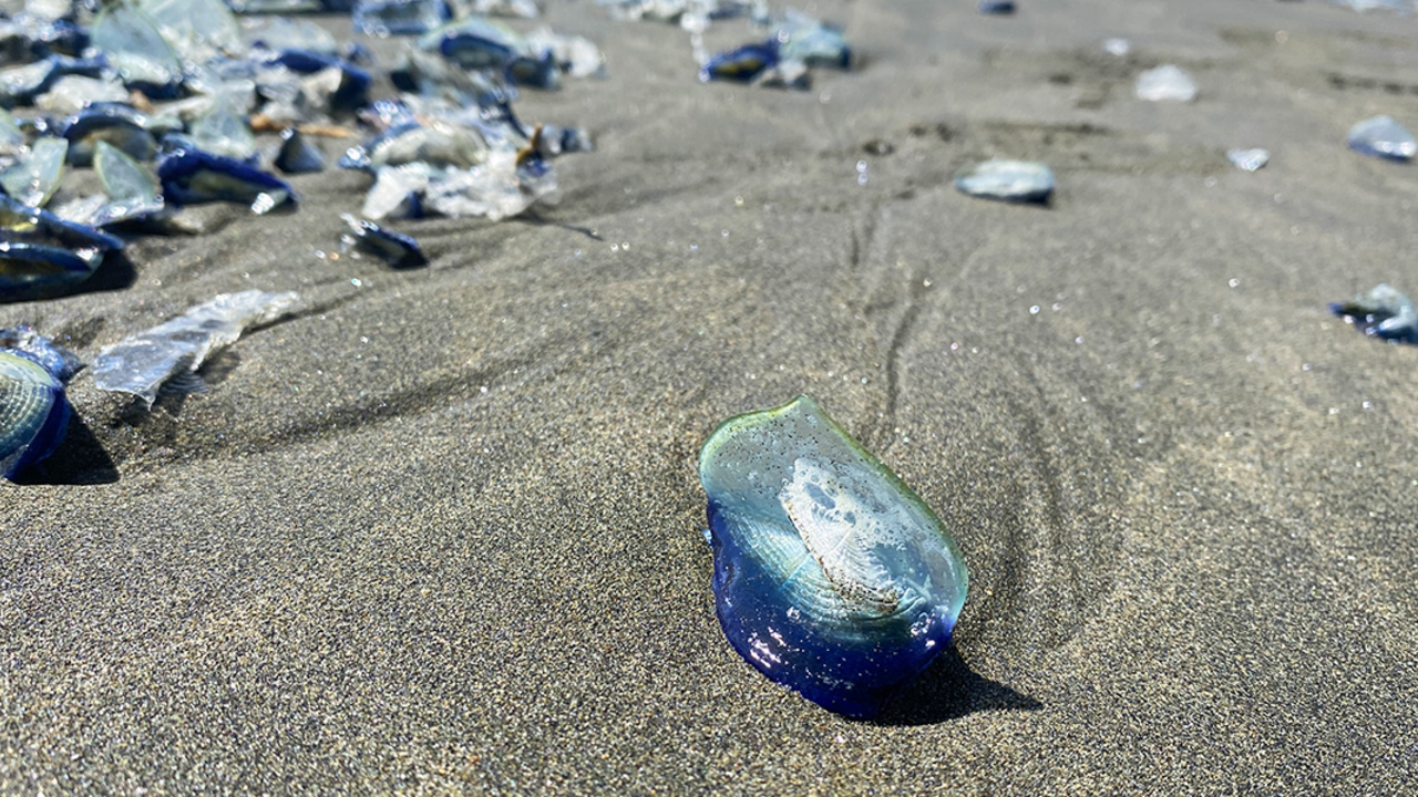 A small blue disc-shaped creature, Velella velella, on a beach