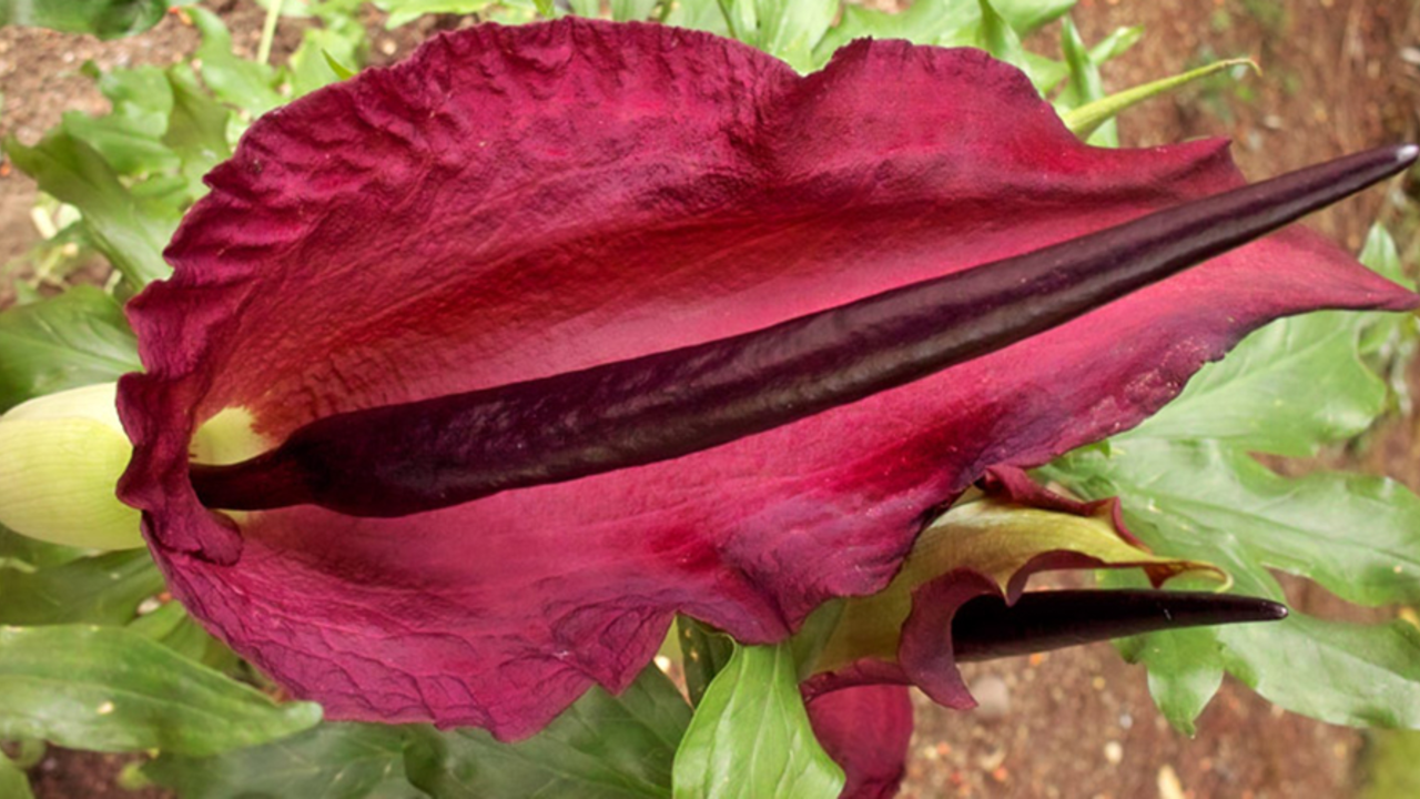 Voodoo_lily_2x1.jpg Voodoo lily