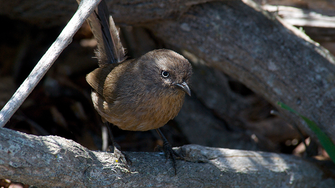 A wrentit finds comfort in the shade