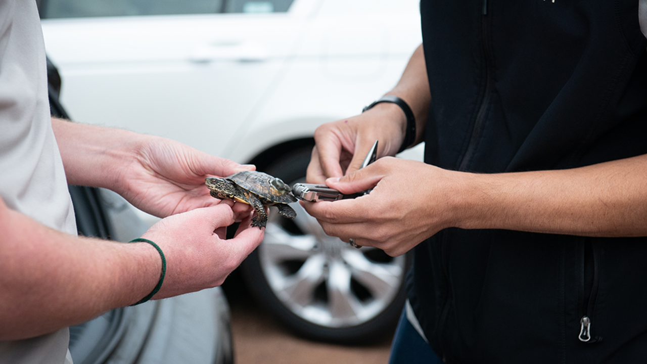 Western Pond Turtle Release