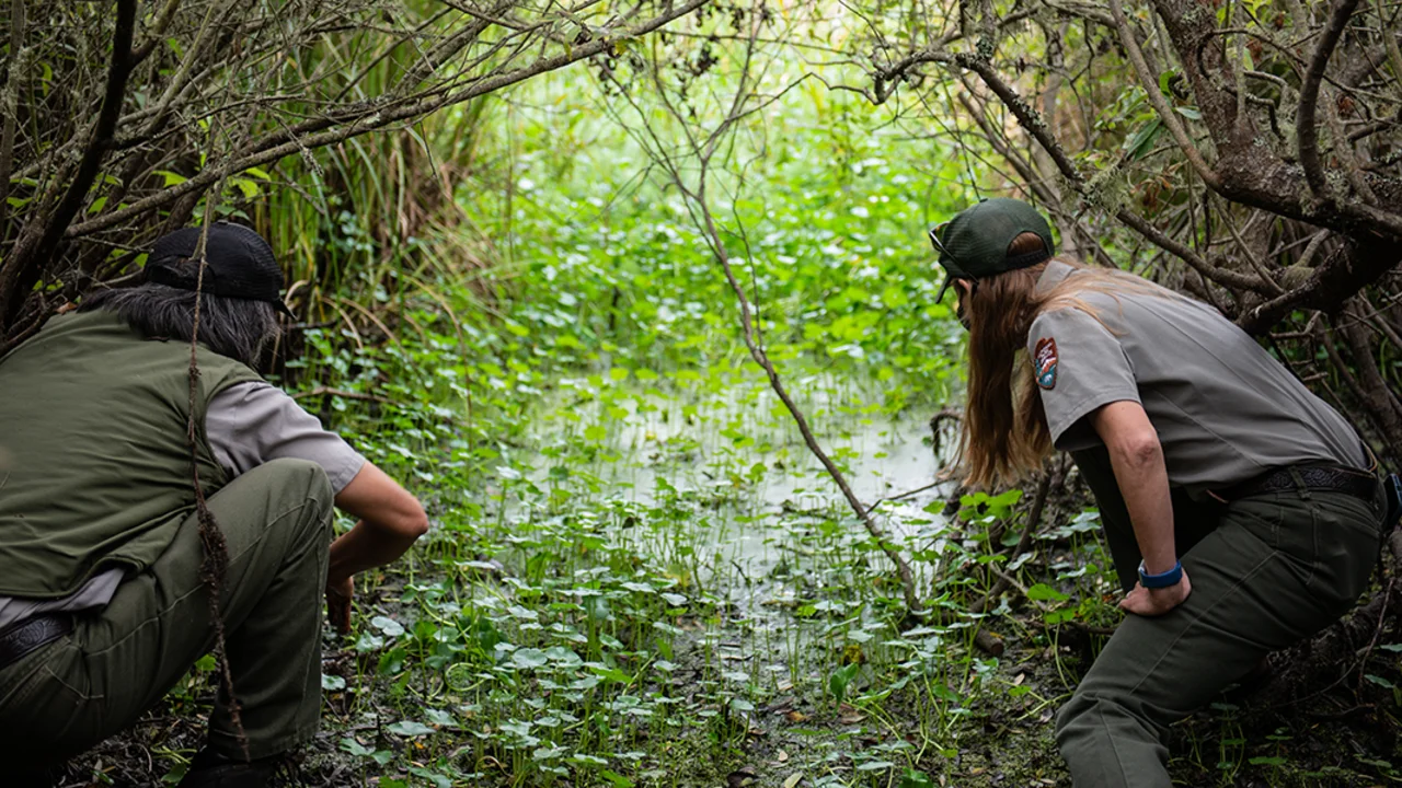 Western Pond Turtle Release