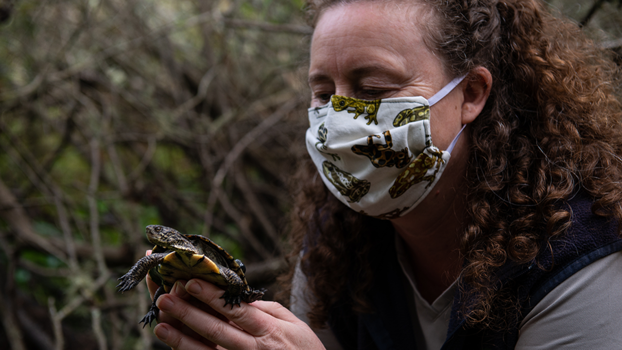 Western Pond Turtle Release