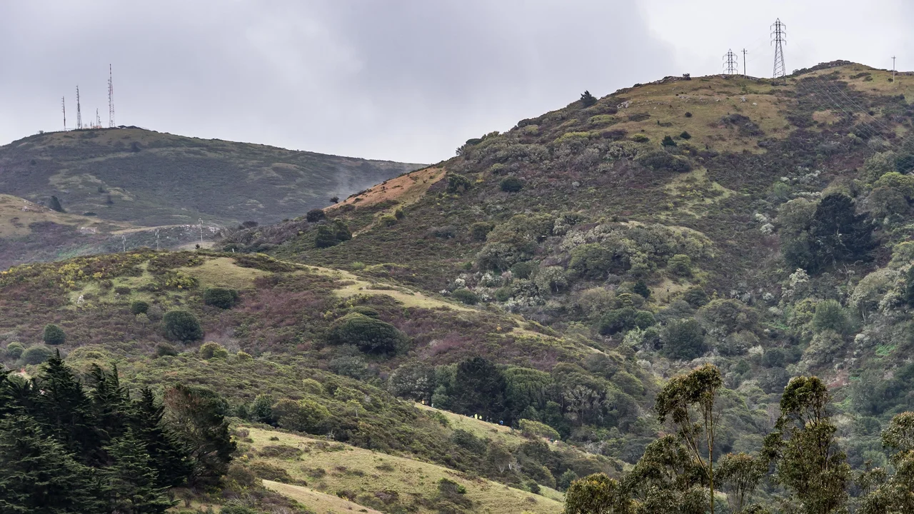 Habitat restoration volunteers work on Alta Ridge