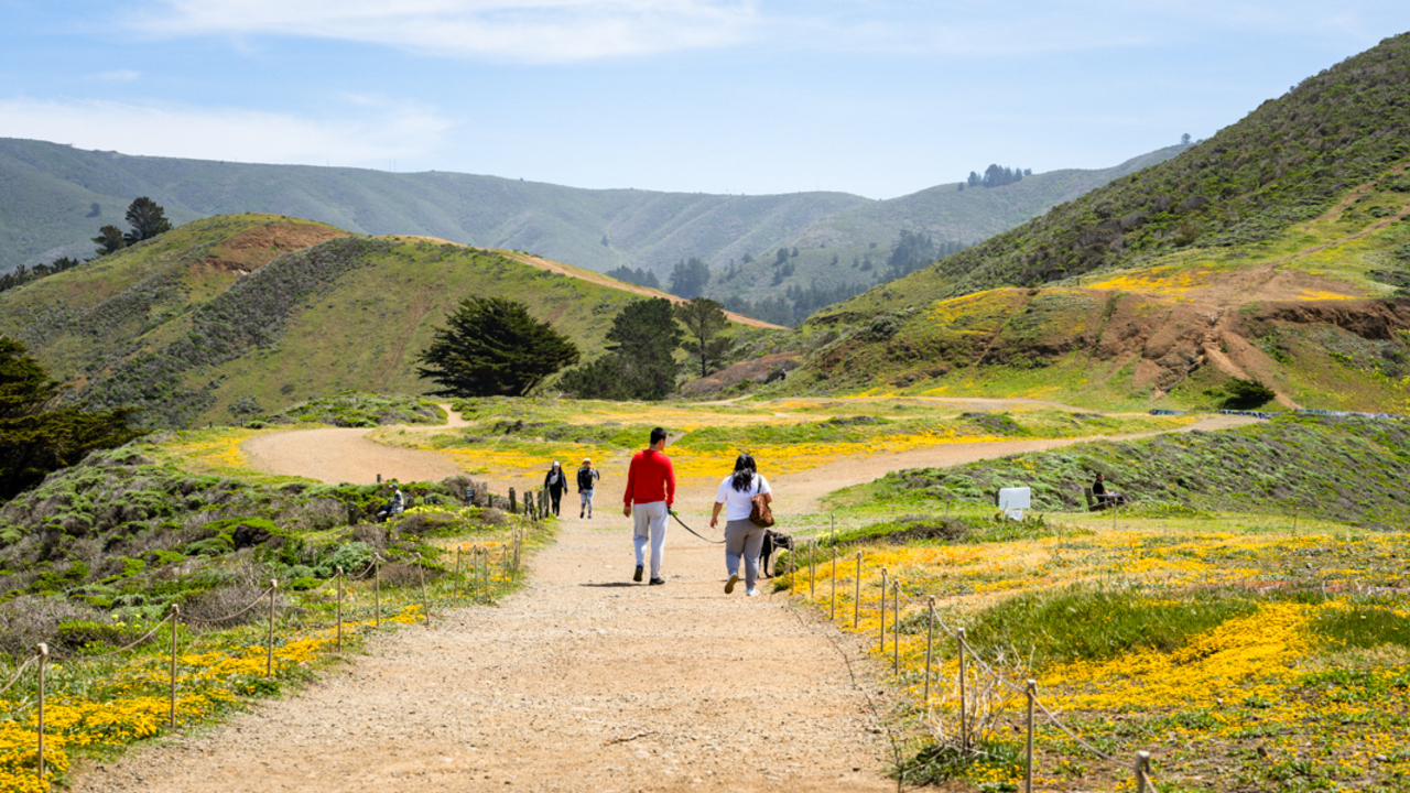 Walking amongst the wildflowers at Mori Point. Scenic view of Mori Point Loop Trail, park visitors walk amongst wildflowers on a sunny day.