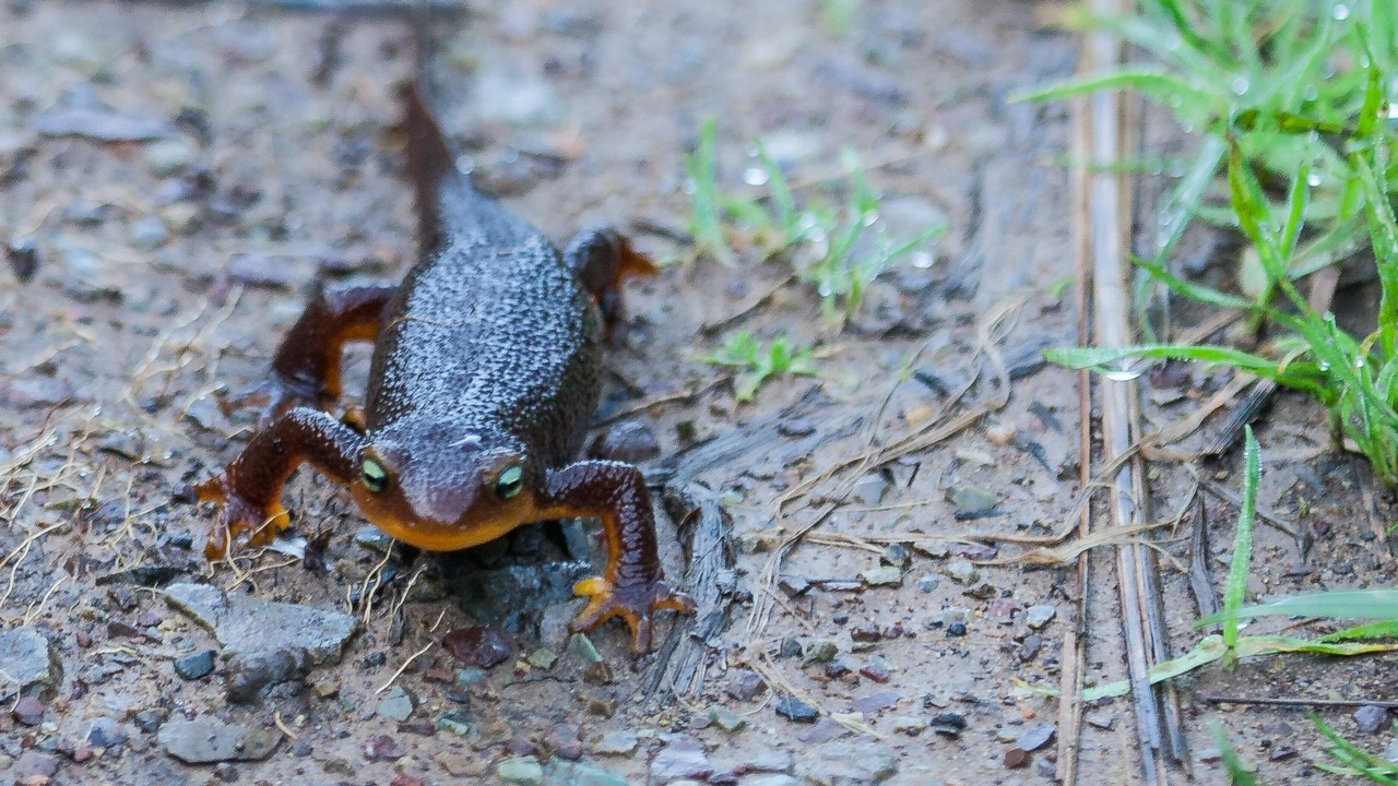 California newt
