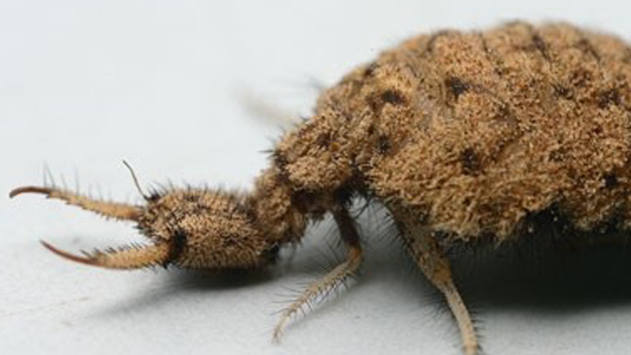 Antlion