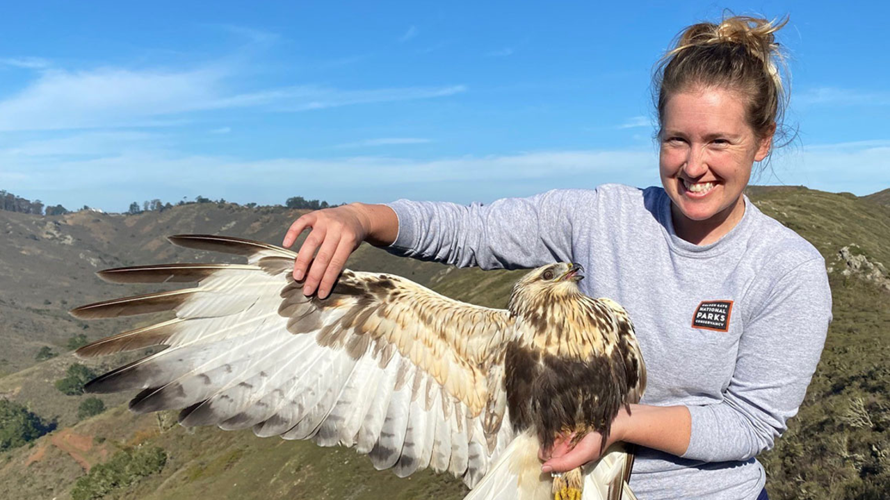 Banding Manager, Teresa Ely, holding a Rough-legged Hawk